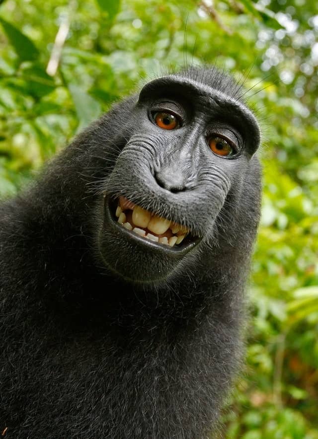 selfie monkey self portrait macaca nigra 50582
