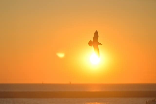 sunset bird sunrise animal